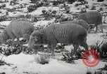 Image peuple Navajo United States USA, 1938, de la seconde 26 séquences d'archives historiques vidéo 65675023686