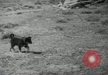Image of Navajo people's lifestyle United States USA, 1938, second 11 stock footage video 65675023688