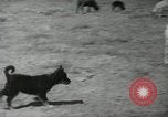 Image of Navajo people's lifestyle United States USA, 1938, second 13 stock footage video 65675023688