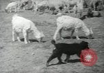 Image of Navajo people's lifestyle United States USA, 1938, second 14 stock footage video 65675023688
