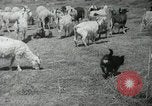 Image of Navajo people's lifestyle United States USA, 1938, second 15 stock footage video 65675023688
