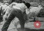 Image of Navajo people's lifestyle United States USA, 1938, second 39 stock footage video 65675023688