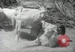 Image of Navajo people's lifestyle United States USA, 1938, second 41 stock footage video 65675023688