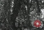 Image of Bougainville wounded US soldier Bougainville Island Papua New Guinea, 1944, second 8 stock footage video 65675023690