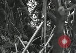 Image of Bougainville wounded US soldier Bougainville Island Papua New Guinea, 1944, second 18 stock footage video 65675023690
