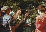 Image of chicks in nest Harlan Kentucky USA, 1942, second 18 stock footage video 65675023734