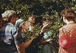 Image of chicks in nest Harlan Kentucky USA, 1942, second 19 stock footage video 65675023734