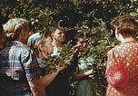 Image of chicks in nest Harlan Kentucky USA, 1942, second 20 stock footage video 65675023734