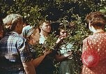 Image of chicks in nest Harlan Kentucky USA, 1942, second 21 stock footage video 65675023734