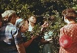 Image of chicks in nest Harlan Kentucky USA, 1942, second 23 stock footage video 65675023734