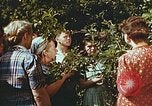 Image of chicks in nest Harlan Kentucky USA, 1942, second 24 stock footage video 65675023734