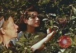 Image of chicks in nest Harlan Kentucky USA, 1942, second 26 stock footage video 65675023734