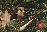 Image of chicks in nest Harlan Kentucky USA, 1942, second 27 stock footage video 65675023734