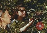 Image of chicks in nest Harlan Kentucky USA, 1942, second 28 stock footage video 65675023734