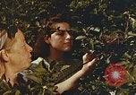 Image of chicks in nest Harlan Kentucky USA, 1942, second 29 stock footage video 65675023734