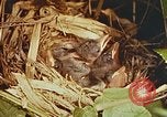 Image of chicks in nest Harlan Kentucky USA, 1942, second 30 stock footage video 65675023734