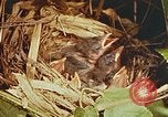Image of chicks in nest Harlan Kentucky USA, 1942, second 31 stock footage video 65675023734