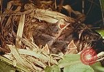 Image of chicks in nest Harlan Kentucky USA, 1942, second 32 stock footage video 65675023734