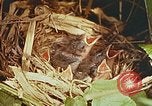 Image of chicks in nest Harlan Kentucky USA, 1942, second 33 stock footage video 65675023734