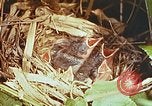 Image of chicks in nest Harlan Kentucky USA, 1942, second 34 stock footage video 65675023734