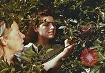 Image of chicks in nest Harlan Kentucky USA, 1942, second 36 stock footage video 65675023734