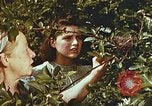 Image of chicks in nest Harlan Kentucky USA, 1942, second 38 stock footage video 65675023734