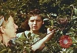 Image of chicks in nest Harlan Kentucky USA, 1942, second 39 stock footage video 65675023734