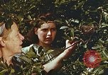 Image of chicks in nest Harlan Kentucky USA, 1942, second 40 stock footage video 65675023734