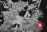 Immagine di Vintage scene dei fratelli Ringling Barnum & Bailey Circus United States USA, 1926, secondo 15 filmato di repertorio 65675023771