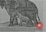 Immagine di La storia del Circus in America del Nord United States USA, 1929, secondo 43 filmato di repertorio 65675023773