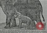 Immagine di La storia del Circus in America del Nord United States USA, 1929, secondo 44 filmato di repertorio 65675023773