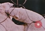 Image Ours chevaux clowns et trapézistes effectuer dans le cirque Nashville Tennessee USA, 1977, de la seconde 25 séquences d'archives historiques vidéo 65675023778