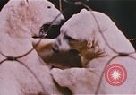 Image Ours chevaux clowns et trapézistes effectuer dans le cirque Nashville Tennessee USA, 1977, de la seconde 26 séquences d'archives historiques vidéo 65675023778