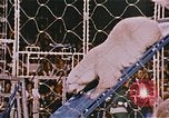 Image Ours chevaux clowns et trapézistes effectuer dans le cirque Nashville Tennessee USA, 1977, de la seconde 27 séquences d'archives historiques vidéo 65675023778