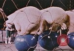 Image Ours chevaux clowns et trapézistes effectuer dans le cirque Nashville Tennessee USA, 1977, de la seconde 31 séquences d'archives historiques vidéo 65675023778
