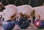 Image Ours chevaux clowns et trapézistes effectuer dans le cirque Nashville Tennessee USA, 1977, de la seconde 32 séquences d'archives historiques vidéo 65675023778
