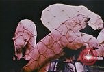 Image Ours chevaux clowns et trapézistes effectuer dans le cirque Nashville Tennessee USA, 1977, de la seconde 33 séquences d'archives historiques vidéo 65675023778