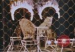 Standbild Ringling Brothers Barnum & Bailey Circus anzeigen Nashville Tennessee USA, 1977, aus Sekunde 34 historischem Filmmaterial Videoclip 65675023779