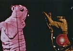 Standbild Ringling Brothers Barnum & Bailey Circus anzeigen Nashville Tennessee USA, 1977, aus Sekunde 39 historischem Filmmaterial Videoclip 65675023779
