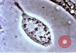 Image of Cancer research Boston Massachusetts USA, 1957, second 40 stock footage video 65675023828