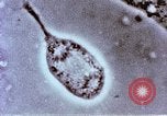 Image of Cancer research Boston Massachusetts USA, 1957, second 42 stock footage video 65675023828