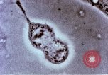 Image of Cancer research Boston Massachusetts USA, 1957, second 43 stock footage video 65675023828