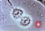 Image of Cancer research Boston Massachusetts USA, 1957, second 44 stock footage video 65675023828