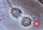 Image of Cancer research Boston Massachusetts USA, 1957, second 45 stock footage video 65675023828