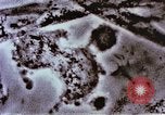 Image of Cancer research Boston Massachusetts USA, 1957, second 49 stock footage video 65675023828