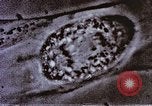 Image of Cancer research Boston Massachusetts USA, 1957, second 52 stock footage video 65675023828