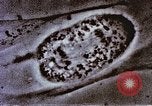 Image of Cancer research Boston Massachusetts USA, 1957, second 53 stock footage video 65675023828