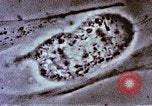 Image of Cancer research Boston Massachusetts USA, 1957, second 54 stock footage video 65675023828