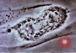 Image of Cancer research Boston Massachusetts USA, 1957, second 55 stock footage video 65675023828