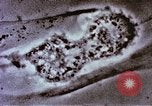 Image of Cancer research Boston Massachusetts USA, 1957, second 56 stock footage video 65675023828